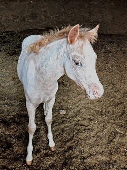 Kobylka Welsh part bred