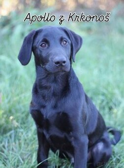 Labrador retrívr trial linie