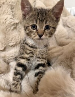 Kocourci WHISKAS x BENGÁLSKÁ