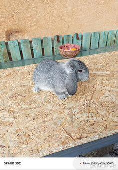 Zakrslý beran činčilový