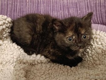 Kočička Vavřinka hledá nový domov