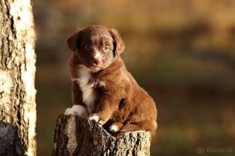 Miniaturní americký ovčák s PP - fenka s PP