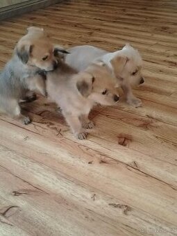 🐶 Na prodej – rozkošná štěňátka kříženců jorkšíra a čivavy