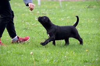 Cane Corso štěňátka s FCI PP