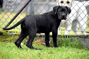 Cane Corso štěňátka s FCI PP