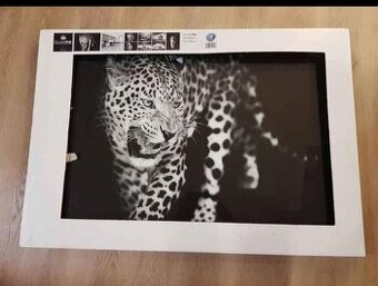 Skleněný obraz leopard