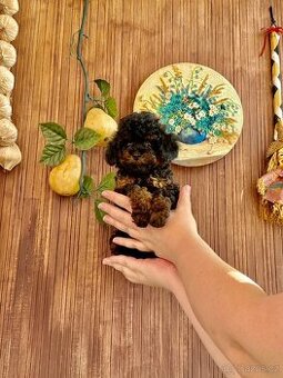 Neuvěřitelný toy pudl fantom P.P. FCI