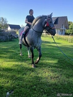 Prodám kobylu
