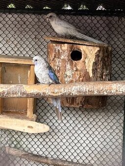 Rosela penant pastel