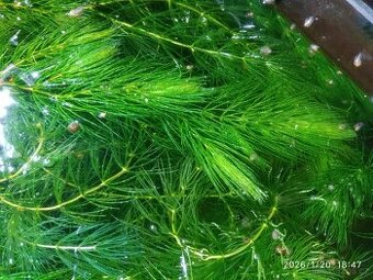 AKVARIJNÍ ROSTLINY -RŮŽKATEC