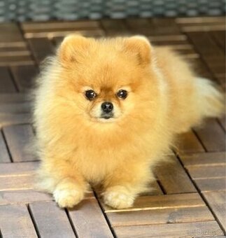 Pomeranian s pp
