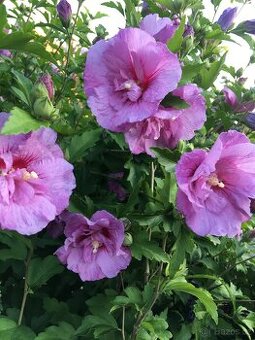 Sazenice venkovní Ibišku - mix