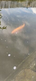 Jelec, koi kapr - 1