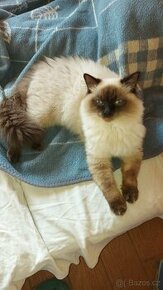 Ragdoll kocur na krytie