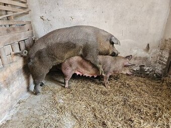 Duroc (Durok) - 1