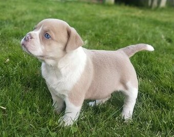 Old English Bulldog, Staroanglický buldok