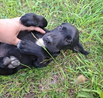 Stěně Labrador
