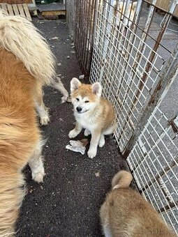 Štenátka Akita inu