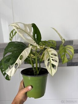 Monstera Adansonii Japanese Tricolor