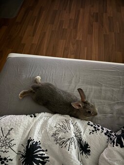 Zakrslý králíček - modrý