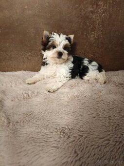 Biewer jorkširský teriér fenečka s pp