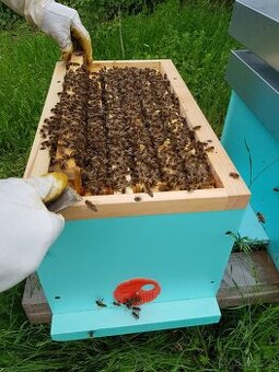 Včelí oddělky Langstroth 2/3, 6 rámků, 2026