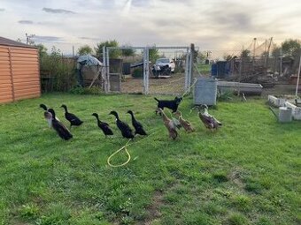 Prodám letošní kachňata Indického běžce