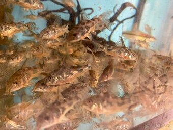 Pancéřníček skvrnitý