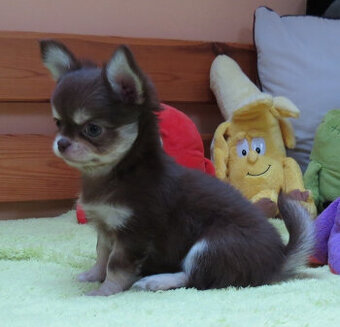 Čivava dlouhosrstá s PP (FCI)