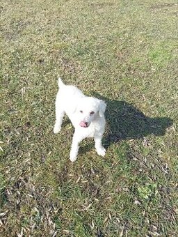 Pudl trpasličí-fenka