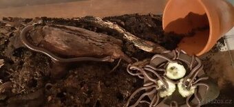 Mnohonožky Telodeinopus aoutii