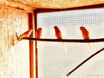 Prodám neoféma Bourek rubino 1.3