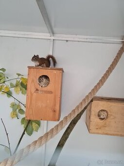 Čikari červený , kanadská veverka