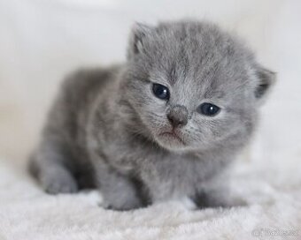 Britská koťátka s PP