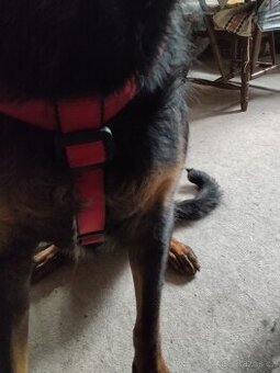 Prodáme/výměna za větší : psí postroj Patentopet