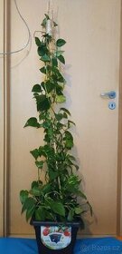 Vzrostlá rostlina Epipremnum Aureum - 1