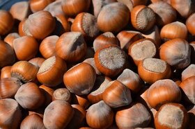 Prodám sazenice lískového ořechu - zelenolistá odrůda