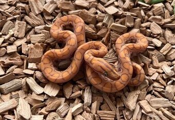 Epicrates cenchria caramel