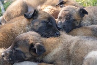 Belgický ovčiak Malinois šteniatko s pp rodokmeňom - 1