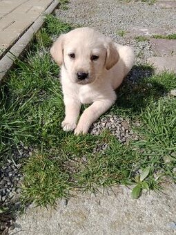 Labradorský retrívr/retriever