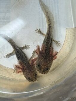 Axolotl - 1