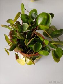KRÁSNÁ PILEA, husté listy - 1