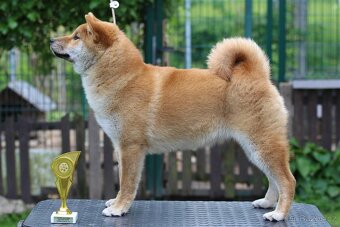 Shiba Inu s PP FCI