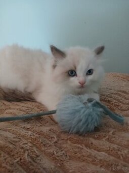 Ragdoll kočička s PP - 1