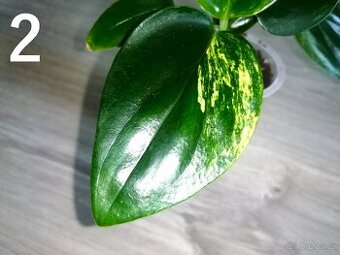 Monstera standleyana aurea - Nový list krásně zabarvený