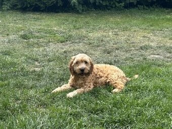 Cockapoo