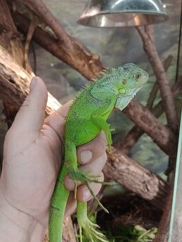 Leguán zelený (Iguana iguana