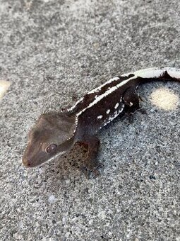 AXANTHIC C. Ciliatus