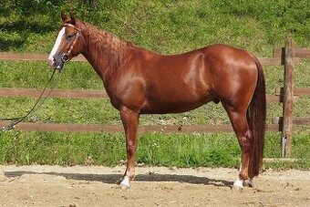 Quarter Horse Valach 2021