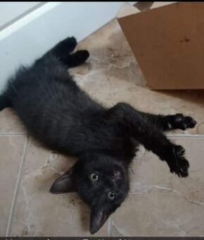 kotě